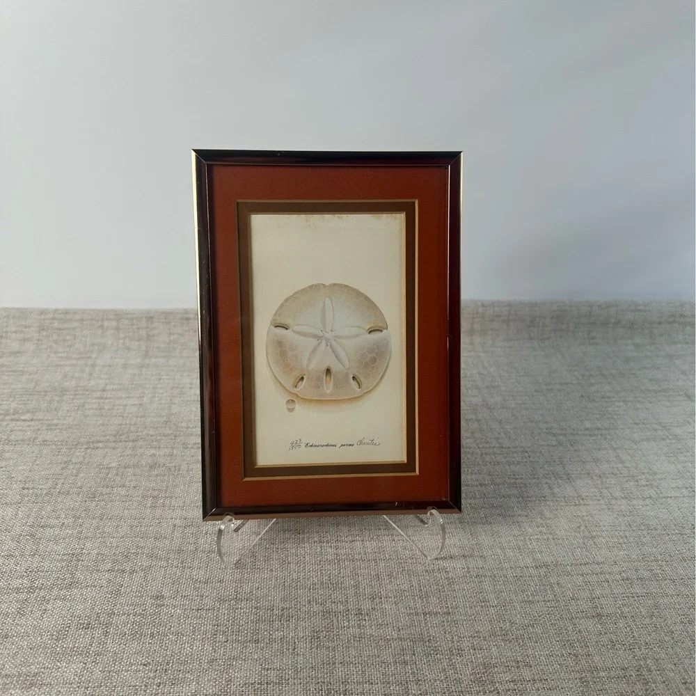 Vintage Framed Sand Dollar Signed Numbered Print Echinarachnius Parma Coastal
